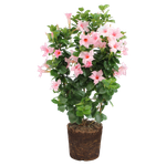 Mandevilla Mandevillan